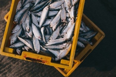 Produção de tilápia cresce 4% em São Paulo