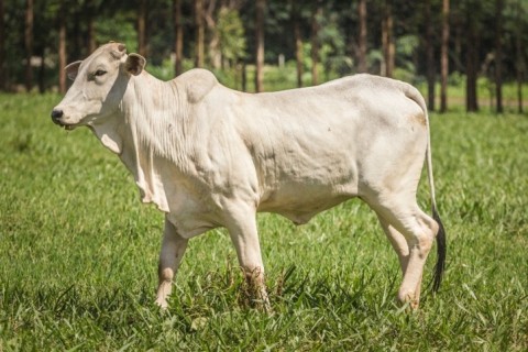 Boi gordo inicia semana com preços estáveis