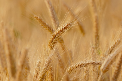 Trigo paulista mantém qualidade, mas tem queda na produção