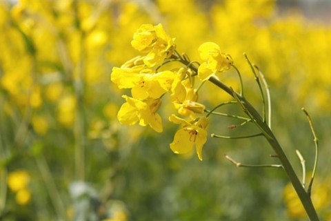 Maior parte das lavouras de canola está em floração no Rio Grande do Sul