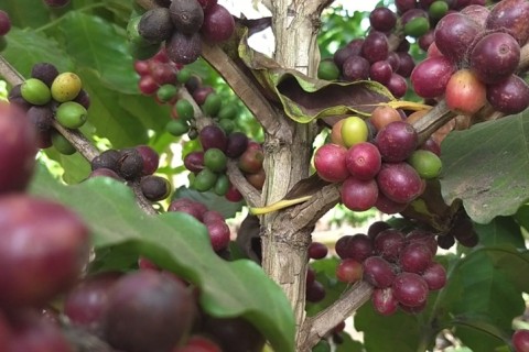 Café mantém força após alta superior a 16%