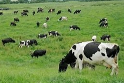 Tecnologia e manejo adequado prolongam vida das pastagens