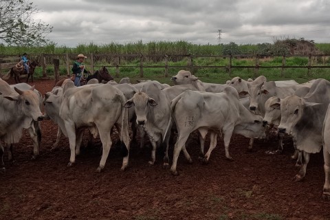 APTA de Andradina realizou leilão de gado