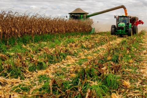 Milho: foco na safra verão e estoques cheios mantêm negociações lentas