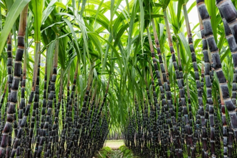 Brasil e Japão fecham acordo para expandir setor de biocombustíveis