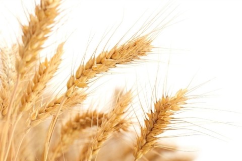 Safras sob risco e custos disparam no agro