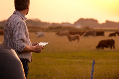 Plataforma divulga pesquisa inédita sobre as expectativas do produtor rural em 2025