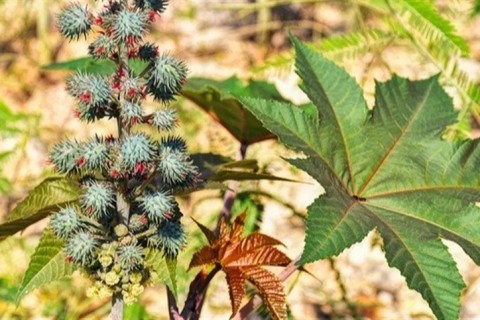 Cultura esquecida volta com força e chama atenção