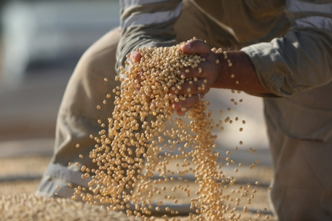 Volta da China ao mercado dos EUA afeta soja brasileira