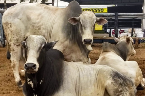 Mercado do boi gordo fecha semana com queda