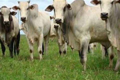 Entidades rejeitam novas restrições à pecuária