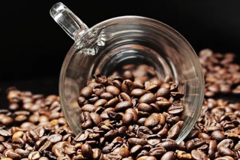 Ferrugem do café: como monitorar a doença no início das chuvas