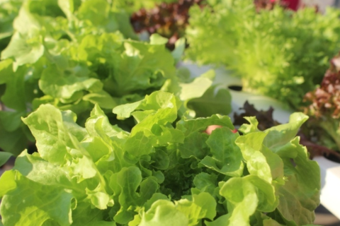 São Paulo colheu mais de 220 mil toneladas de alface