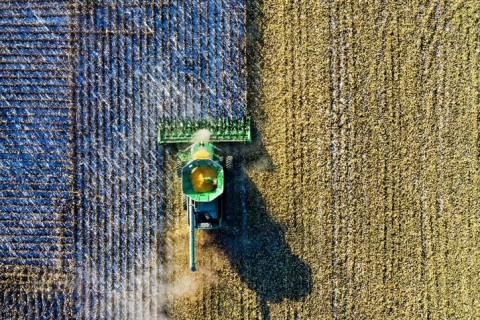 Preços ao produtor: Alface crespa e feijão carioca têm alta; suíno vivo e café arábica desvalorizam