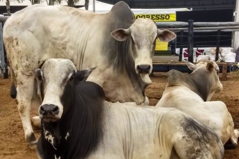 Semana Santa mantém mercado do boi gordo estável