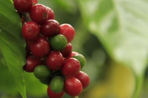Como fica o mercado de café?