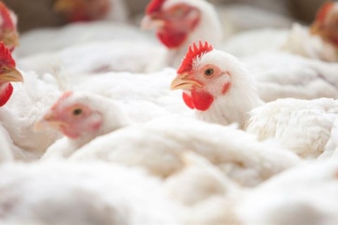 Frango paulista entra em campo e fortalece exportações