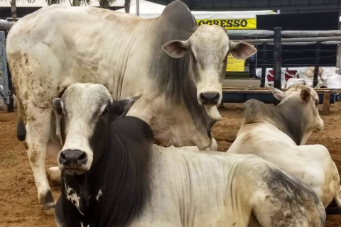 Mercado do boi gordo inicia maio com cotações estáveis