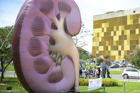 Dia Mundial do Rim: doenças renais são silenciosas e exigem atenção