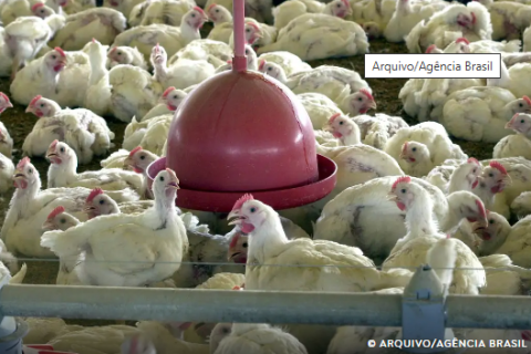 China, UE e Argentina suspendem compras de carne de frango do Brasil