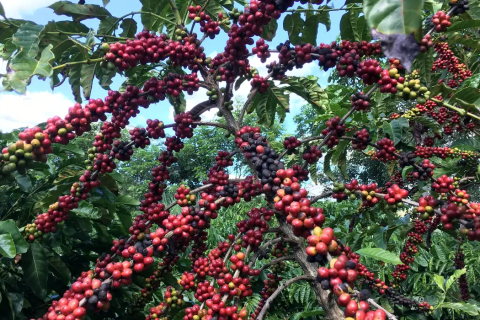 Exigências regulatórias da UE podem embarreirar pequenos cafeicultores