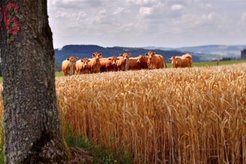 Carne bovina brasileira: regra da UE sobre antimicrobianos pode restringir exportações em setembro