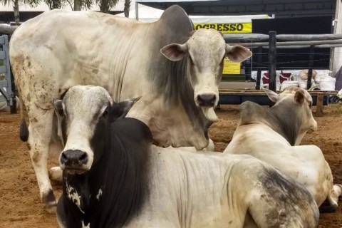 Preço do boi gordo sobe em São Paulo, Paraná e Goiás