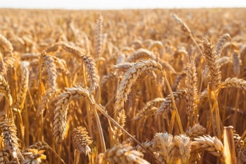 Trigo em alta: entenda o que está por trás da valorização