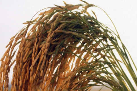 Boas práticas ajudam a reduzir perdas na lavoura de arroz