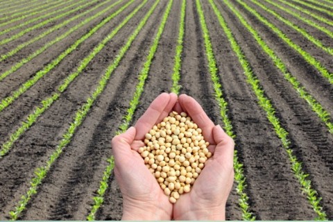 Exportações de soja em grão crescem 6,7%
