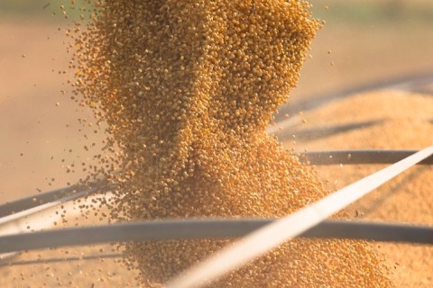 Soja: incertezas nos EUA e oferta chinesa freiam demanda