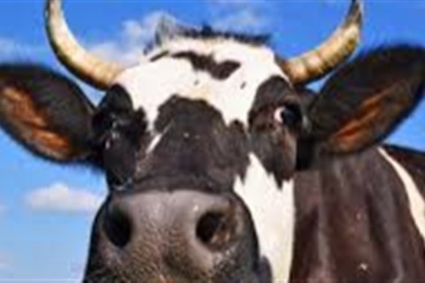 Vacas viram tokens e ampliam acesso ao crédito