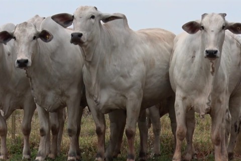 Boi China e boi gordo sobem 1,4% na seman