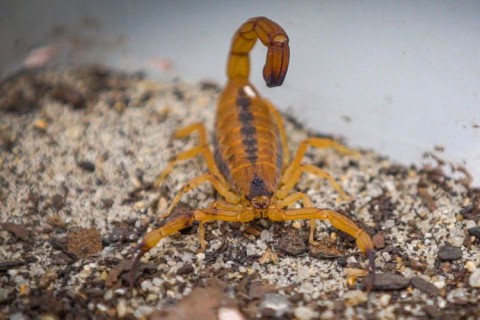 Escorpiões causaram 65% dos acidentes com animais peçonhentos em 2025; veja perfil das vítimas e locais dos acidentes