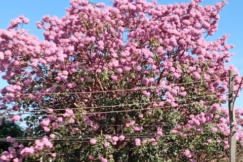 Começa florada de Ipê