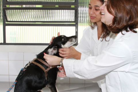 Presenciou uma violência contra animais? Saiba como denunciar