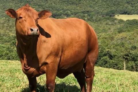 Boi gordo sobe no físico e cai no futuro