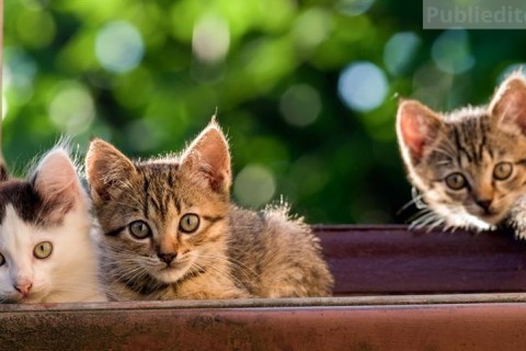 Brasil já tem 33,3 milhões de gatos e amplia demanda por cuidados especializados