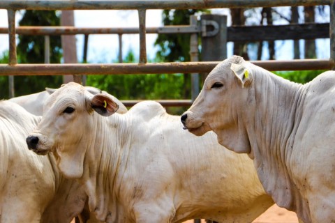 Brucelose: campanha de vacinação contra a doença vai até dia 31 de dezembro em todo o estado de SP