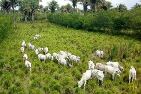 Mixes de plantas: a revolução sustentável