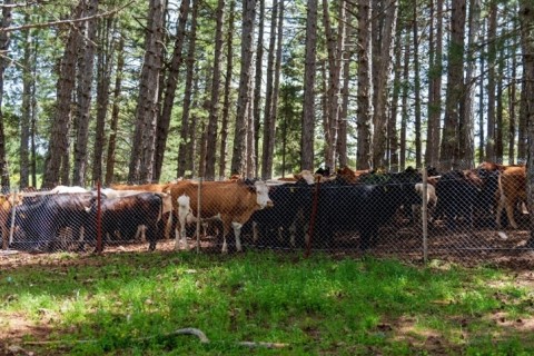 Adoção da Integração Lavoura-Pecuária é eficiente para recuperação de pastagens degradadas