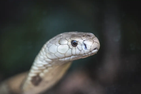 Estudo prevê substituição de roedor em testes antiveneno de serpentes